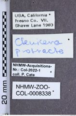 Proludius protractus (LeConte, 1859)